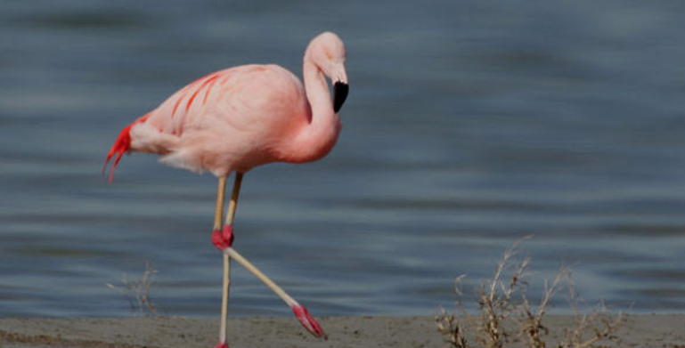 A flamingo named Pink Floyd survived 18 Utah winters